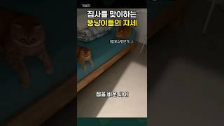 퇴근 후 집에 돌아온 집사를 맞이하는 뚱냥이들의 자세