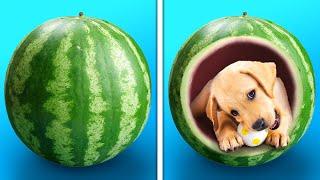 31 LINDAS Y SIMPLES IDEAS DIY PARA TUS AMADAS MASCOTAS