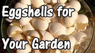 2 Min. Tip How We Use Eggshells in Our Garden Eggshell Calcium