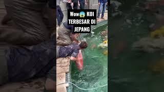 KOI TERBESAR DI DUNIA DARI JEPANG