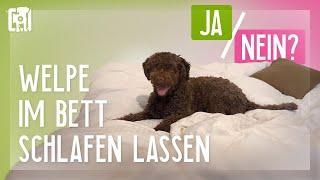 Soll man seinen Welpen im Bett schlafen lassen?