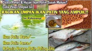 Umpan Rahasia IKAN PATIN Kolam Yang Susah Makan Solusi Racikan Patin paling jitusegala cuaca