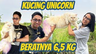 INI KUCING APA WOI  GREBEK SEMUA KUCING KELUARGA BOOLAT