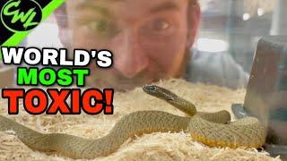 INLAND TAIPAN UPDATE