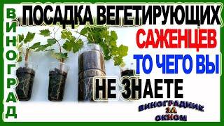  Посадка вегетирующих саженцев в открытый грунт Все что нужно знать.