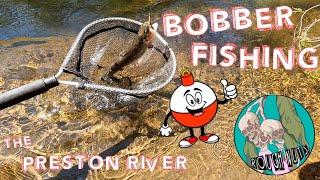 BOBBER FISHING for TROUT in the Preston River  ROUGH NUTS