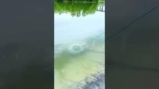 Mancing Ikan dengan Bubu 12 Lubang #shorts #youtubeshorts #ikan