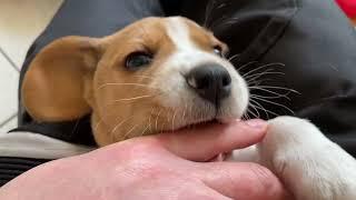 Beagle Puppy Bit My Finger