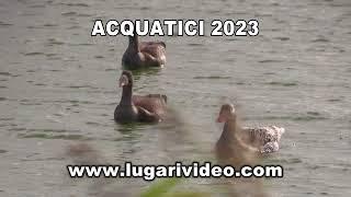 ACQUATICI 2023 Caccia ad Oche ed Anatre