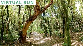 Virtual Run Forest  Virtual Running Videos  POV Running Video 25 Minutes 4K 60