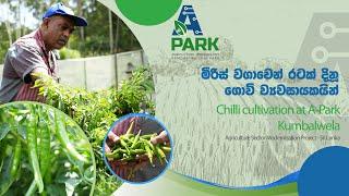 Chili Cultivation -Kumbalwela  ASMP  A-Park