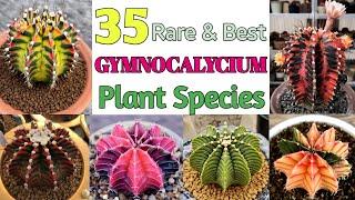 35 Gymnocalycium Species  Gymnocalycium Plant Varieties with Names  Plant and Planting