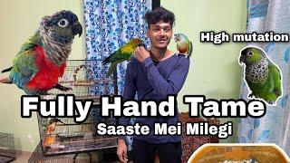 Exotic hand tame Birds Best price mein