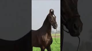 Stallion NAWAB