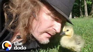 Guy Teaches His Rescued Gosling How To Fly  The Dodo Soulmates