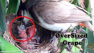 SUPER Interesting OVER-SIZED Mother Feeding  Baby bird Goes Crazy on Meal  Bulbul Baby bird nest 8