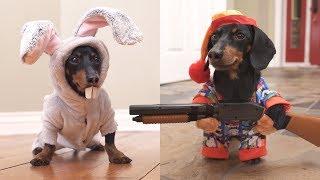 Ep 6. Easter Bunny Wakes Up Grumpy Wiener Dog