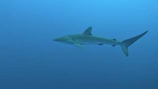 Galapagos 2022 Underwater Wonders