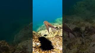 Come pescare i polpi dalla scogliera con la Polpara INPESCA® #polpo #takoeging #octopusfishing