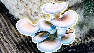 Growing Mushroom Bonus Mold Time Lapse