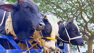 cow unloading cow videos cow video animal big cow goru hamba cow Ep-26