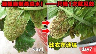 农药店最怕你知道，分享一种自制杀虫剂，只用了一次，害虫死光光！A homemade insecticide杀蚜虫、白粉虱、红蜘蛛等害虫