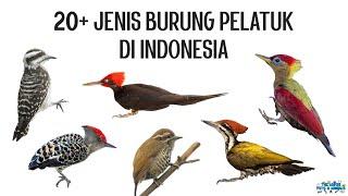 20+ Jenis Burung Pelatuk Woodpecker di Indonesia