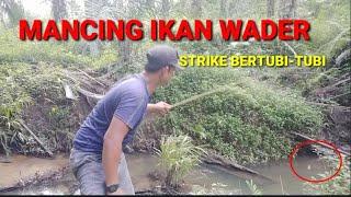 Mancing Ikan Wader Seperti Mancing Di Kolam Strike Bertubi Tubi 