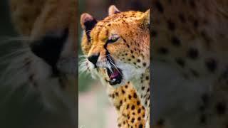 Wildlife Cheetahs In 4K #nature #peacefulfilm #wildlife