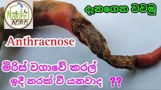 ගෙවතු වගාව  මිරිස් වගාව  දිලීර රෝග  home garden  anthracnose fungal  gewathu wagawa  dilira