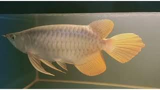 ANDY VIDEO Special type Super Arowana