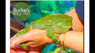 Frog Road Test. Keeping pet Green Tree Frogs and White-lipped Tree Frogs. Burkes Backyard