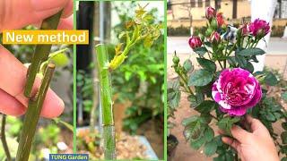 Rose  How to Graft Rose for beginners  How to graft rose plant