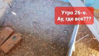 Утро 26-е. Выращивание бройлеров росс 308. Напольное содержание бройлера - это ад... или нет?