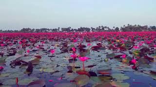 Boat on the water lily paradise  Malarikkal Kottayam Kerala