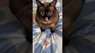 Funny animal videos I found on Instagram and Tiktok #shorts #funnyanimals #cat #funnypets #funny