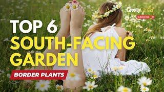 Top 6 South Facing Garden Border Plants   Gardening Tips