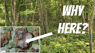 DID THE LOGGER SCREW THIS UP??? Plan a timber harvest to help your deer hunting