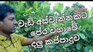 පේර  වගාවේ  දළු  කප්පාදුව