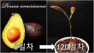 아보카도 나무를 키우는 방법｜나만의 아보카도 키우기｜아보카도 씨앗 발아｜How to grow #10 Avocado