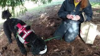 Train a Dog to Dig Truffles - An Experiment I Would Not Do Again - Fun To Watch read notes below