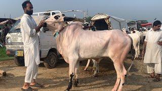 Today mandra mandi 2024 latest update ll part 3 ll fateh jangi bulls ll jamil tv ll