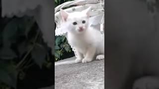 anak kucing putih mulus cute banget #shorts #kittencute #kitten #cat #kucing