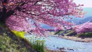 河津桜 伊豆河津　Cherry blossoms in Kawazu Izu 【4K UHD】癒し 美しい日本の風景　The beautiful scenery of Japan