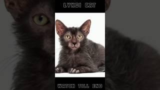 LYKOI CAT ️ STATUS #youtubeshorts #trending #viral #cats #dog #catvideos #cat