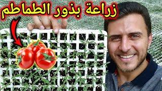 زراعة بذور الطماطم بالتفصيل عملية التشتيل - دورة زراعة الخضراوات في المنزل #3