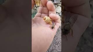 Queen Bee Hatching in my Hand  Apis Cerana