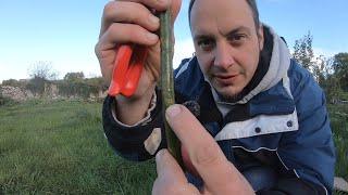 How To Plant Willow Cuttings   Arches Hedges and Shelterbelts