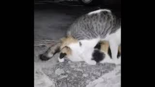 kucing kawin dengan cara paling Anehbest mating cat in the world #short