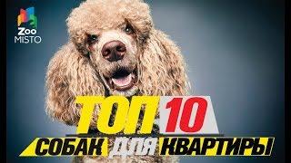 Топ 10 собак для квартиры\Top dogs for the apartment